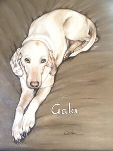 Gala chien