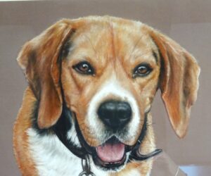 beagle